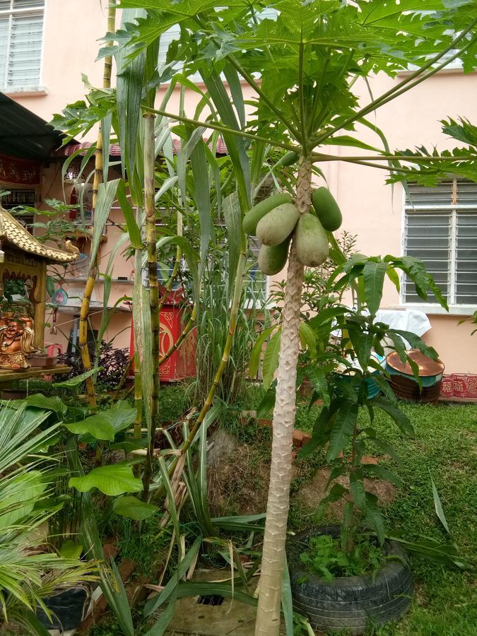 Genting Bukit Tinggi Homestay Exterior foto